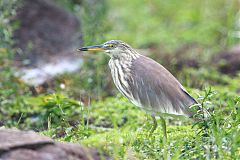 Chinese Pond-Heron